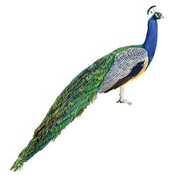 Muurstickers No.320 Peacock