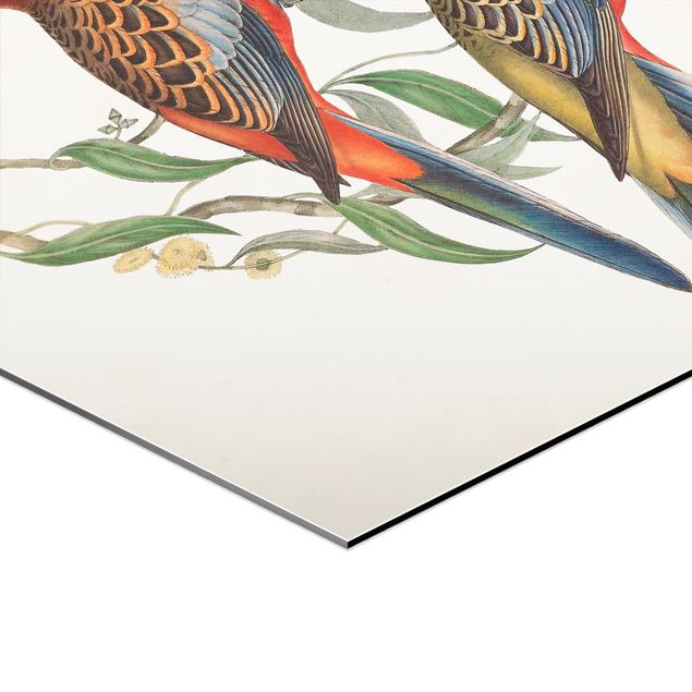 Hexagons Aluminium Dibond schilderijen - 3-delig Tropical Parrot Set I