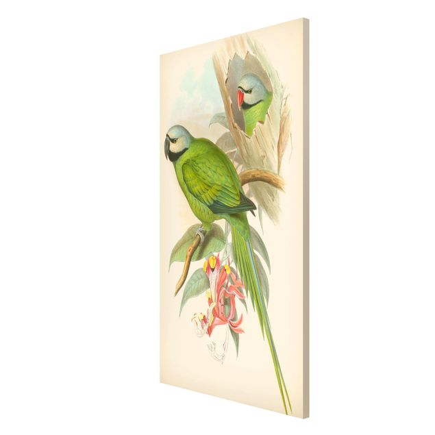 Magneetborden Vintage Illustration Tropical Birds II