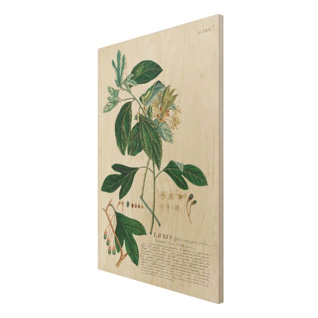 Houten schilderijen Vintage Botanical Illustration Laurel