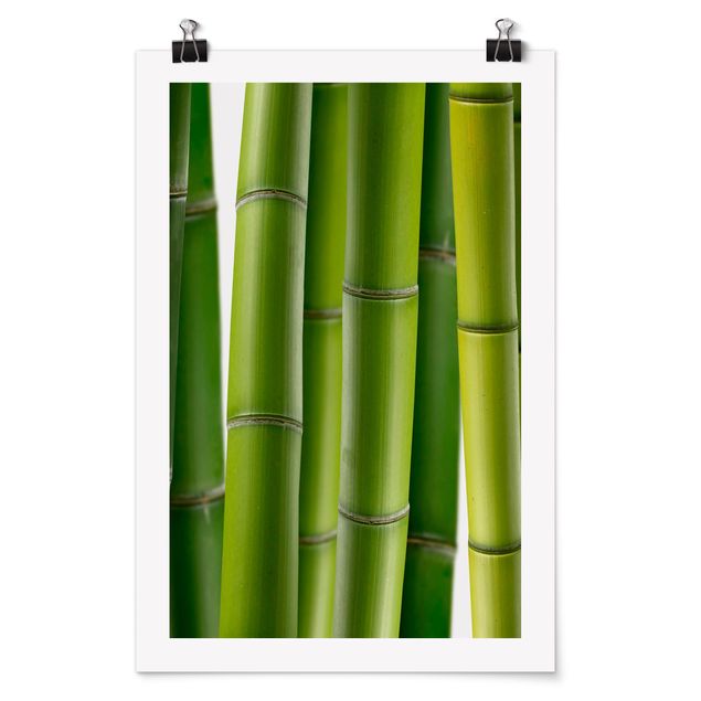 Posters Bamboo Plants