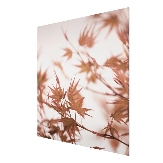 Aluminium Dibond schilderijen Maple Leaf In Autumn Sun