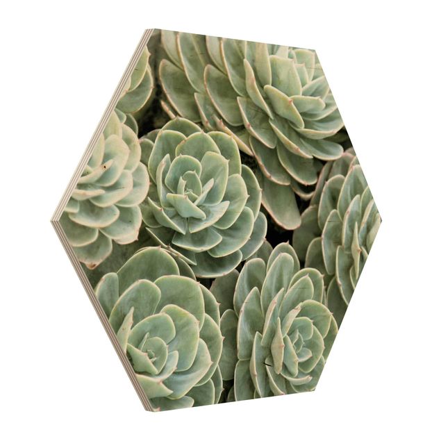 Hexagons houten schilderijen Green Succulents