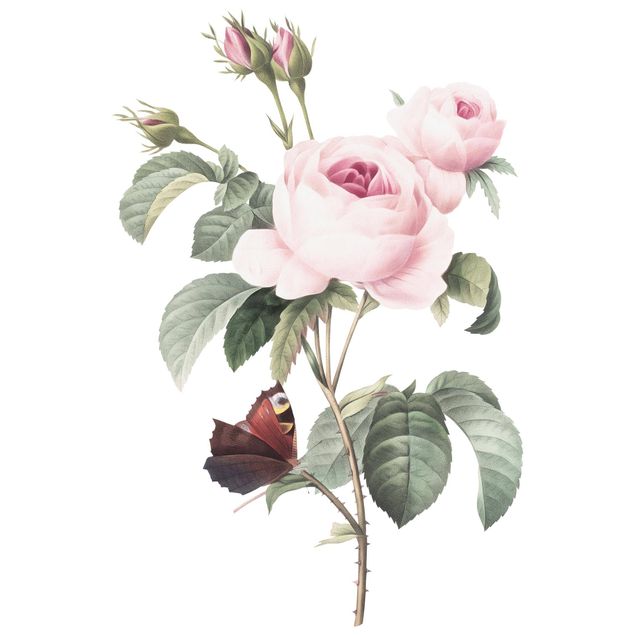 Muurstickers bloemen Vintage Illustration Of Roses With Peacock XXL