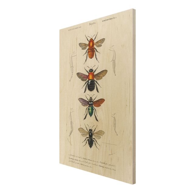 Houten schilderijen Vintage Board Insects