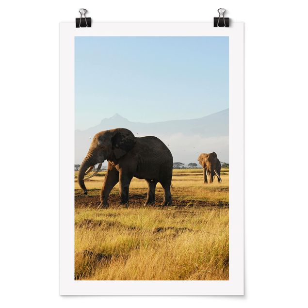 Posters Elephants In Front Of The Kilimanjaro In Kenya