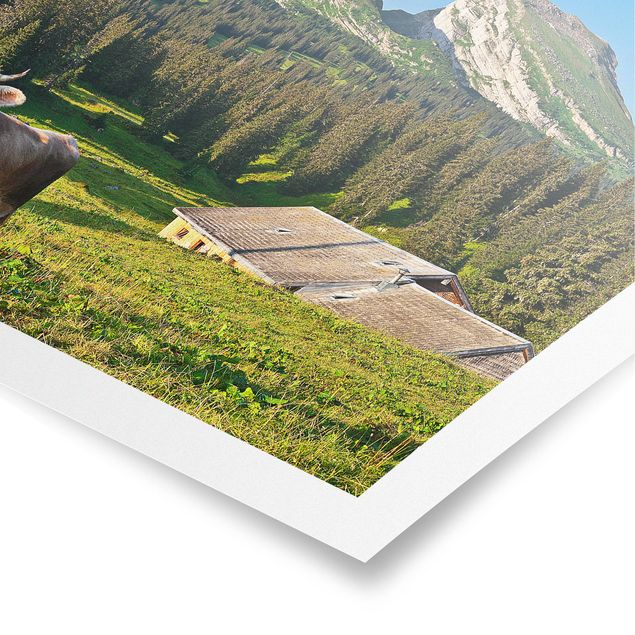 Posters Swiss Alpine Meadow With Cow