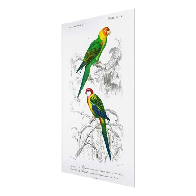 Glasschilderijen Vintage Wall Chart Two Parrots Green Red