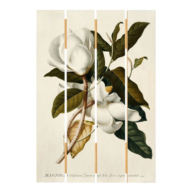 Houten schilderijen op plank Georg Dionysius Ehret - Magnolia
