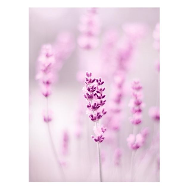 Magneetborden Pale Purple Lavender