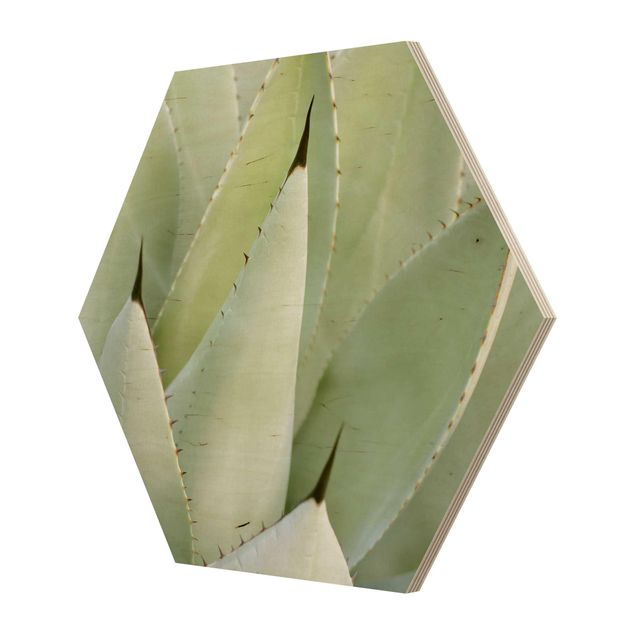 Hexagons houten schilderijen Aloe