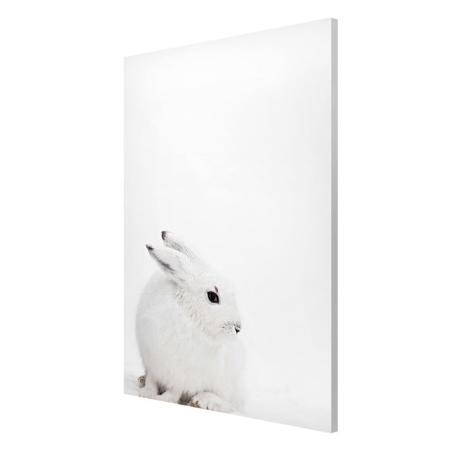 Magneetborden Arctic Hare