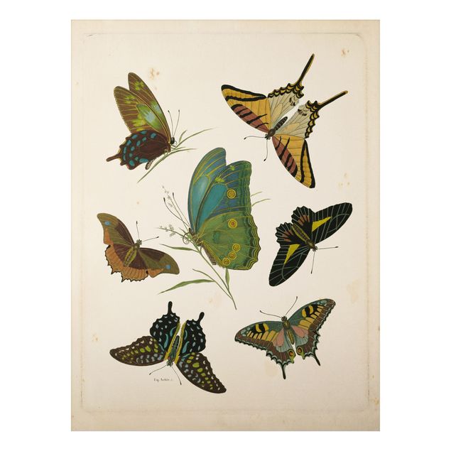 Aluminium Dibond schilderijen Vintage Illustration Exotic Butterflies
