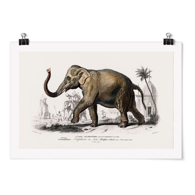 Posters Vintage Board Elephant
