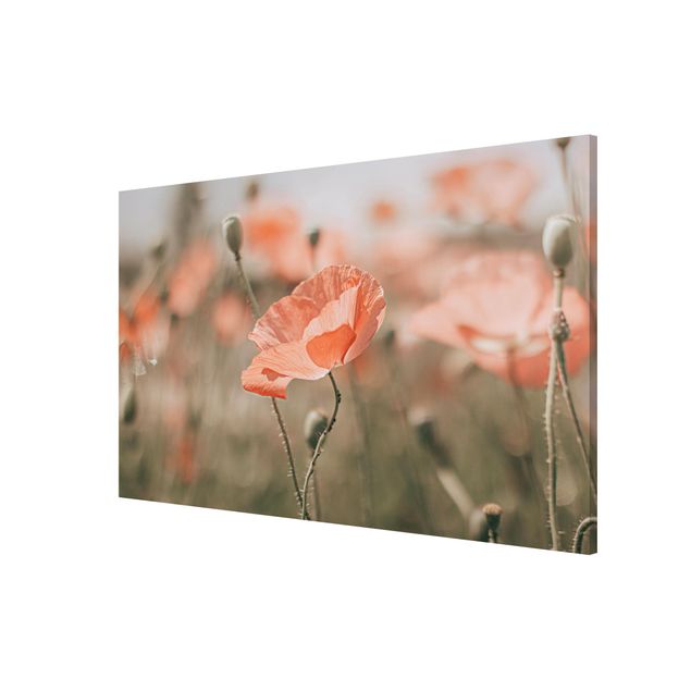 Magneetborden Sun-Kissed Poppy Fields
