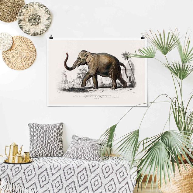 Posters Vintage Board Elephant