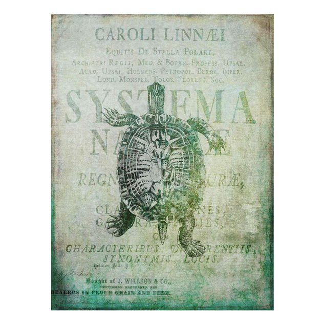 Forex schilderijen Vintage Collage - Antique Turtle