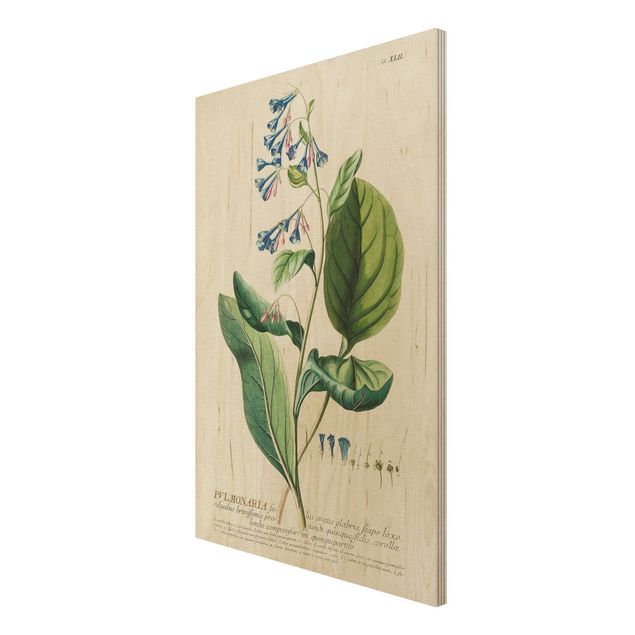 Houten schilderijen Vintage Botanical Illustration Lungwort