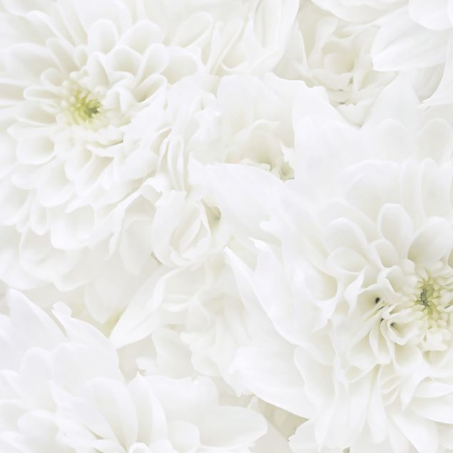 Plakfolien Dahlia Sea Of Flowers White