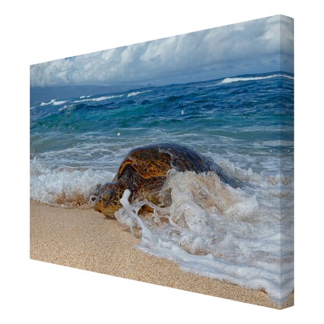 Canvas schilderijen - The Turtle Returns Home