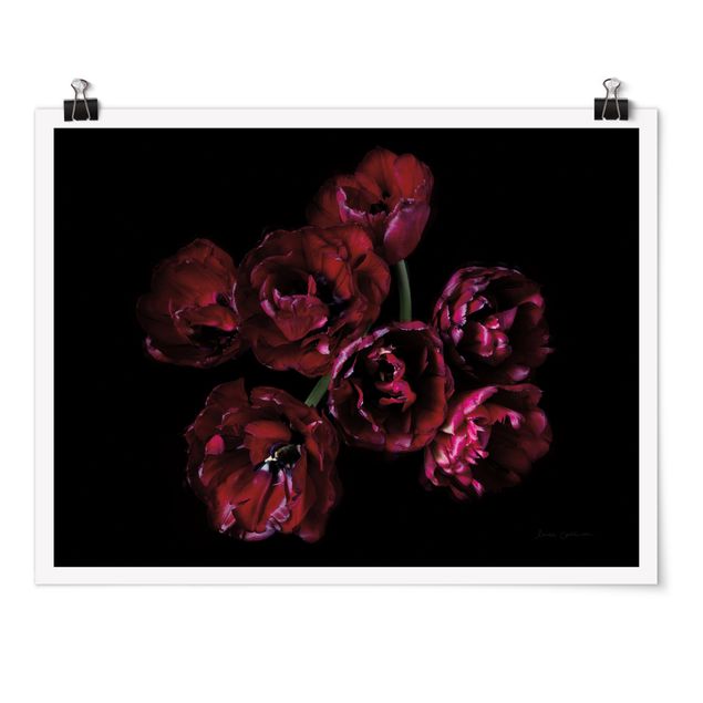 Poster - Double tulips in red