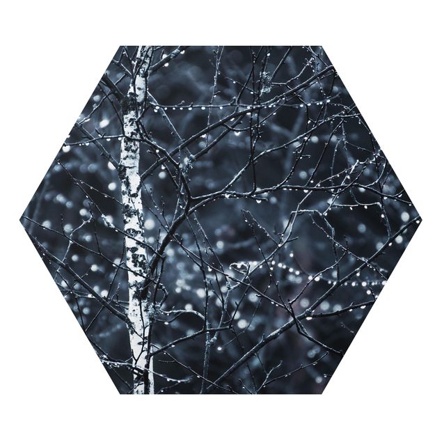 Hexagons Aluminium Dibond schilderijen Dark Birch Tree In Cold Rain