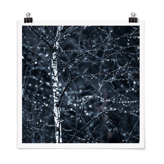 Posters Dark Birch Tree In Cold Rain