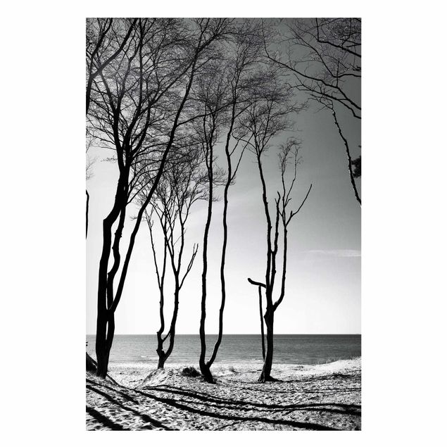 Magneetborden Trees At the Baltic Sea