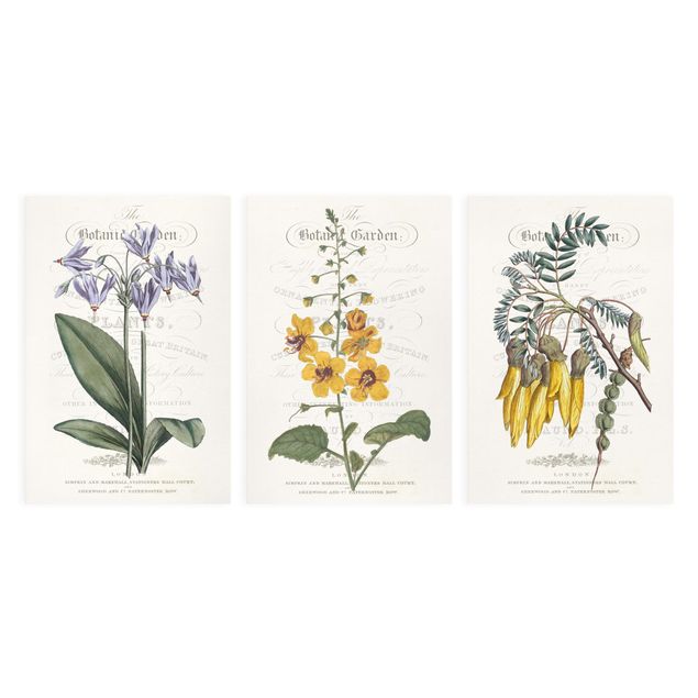 Canvas schilderijen - 3-delig Botanical Tableau Set I