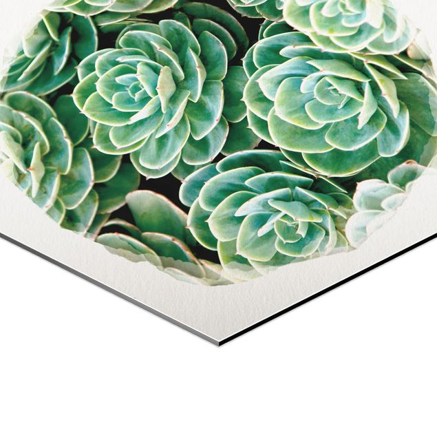 Hexagons Aluminium Dibond schilderijen Water Colours - Green Succulents