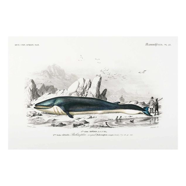 Glasschilderijen Vintage Board Blue Whale
