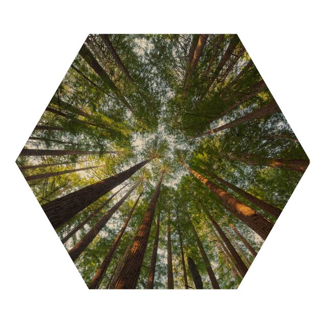 Hexagons houten schilderijen Sequoia Tree Tops
