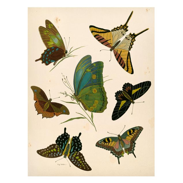 Magneetborden Vintage Illustration Exotic Butterflies