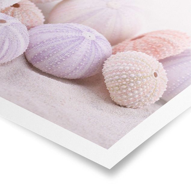Posters Sea Urchin In Pastel
