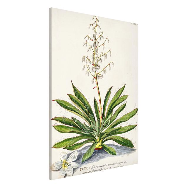 Magneetborden Vintage Botanical Illustration Yucca