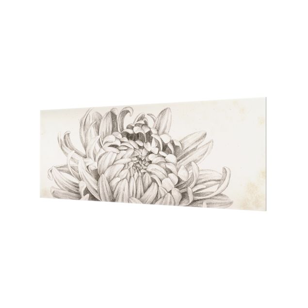 Spatscherm keuken Botanical Study Chrysanthemum I