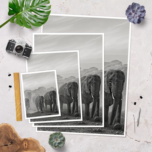 Posters Herd Of Elephants
