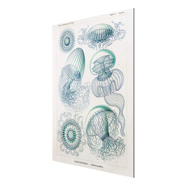 Aluminium Dibond schilderijen Vintage Board Jellyfish In Blue