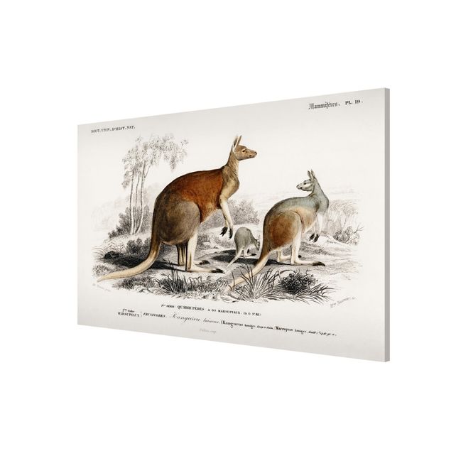 Magneetborden Vintage Board Kangaroo