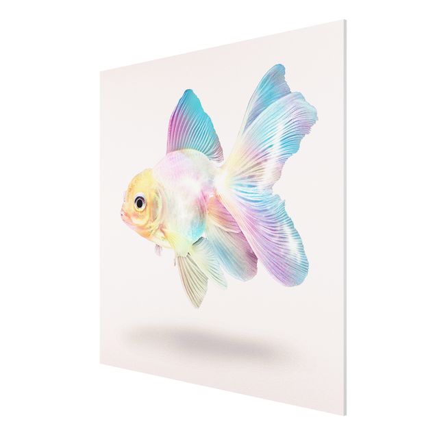 Forex schilderijen Fish In Pastel