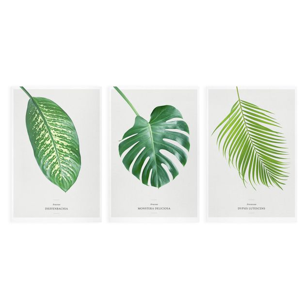 Canvas schilderijen - 3-delig Tropical Leaves