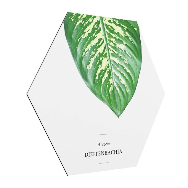 Hexagons Aluminium Dibond schilderijen Tropical Leaf Dieffenbachia