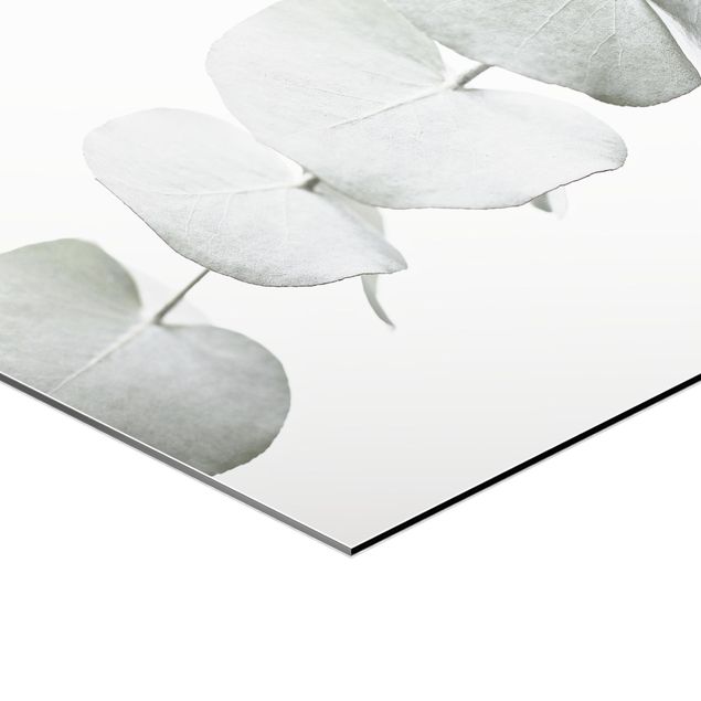Hexagons Aluminium Dibond schilderijen Eucalyptus Branch In White Light