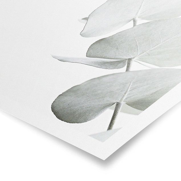 Posters Eucalyptus Branch In White Light
