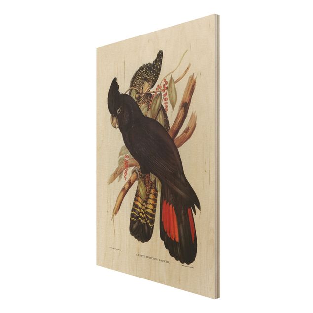 Houten schilderijen Vintage Illustration Black Cockatoo Black Gold
