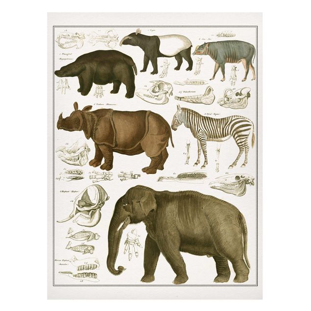 Magneetborden Vintage Board Elephant, Zebra And Rhino