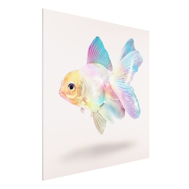 Forex schilderijen Fish In Pastel