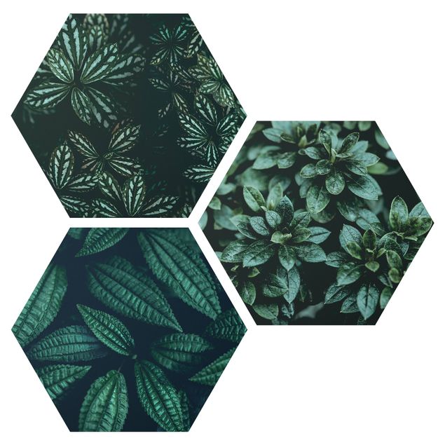 Hexagons Forex schilderijen - 3-delig Leaves Trio