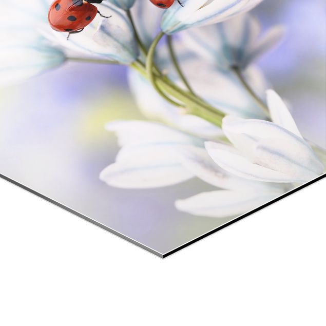 Hexagons Aluminium Dibond schilderijen - 2-delig Ladybug On Flowers