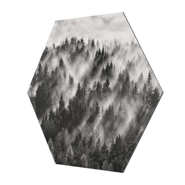 Hexagons Aluminium Dibond schilderijen Light Rays In The Coniferous Forest